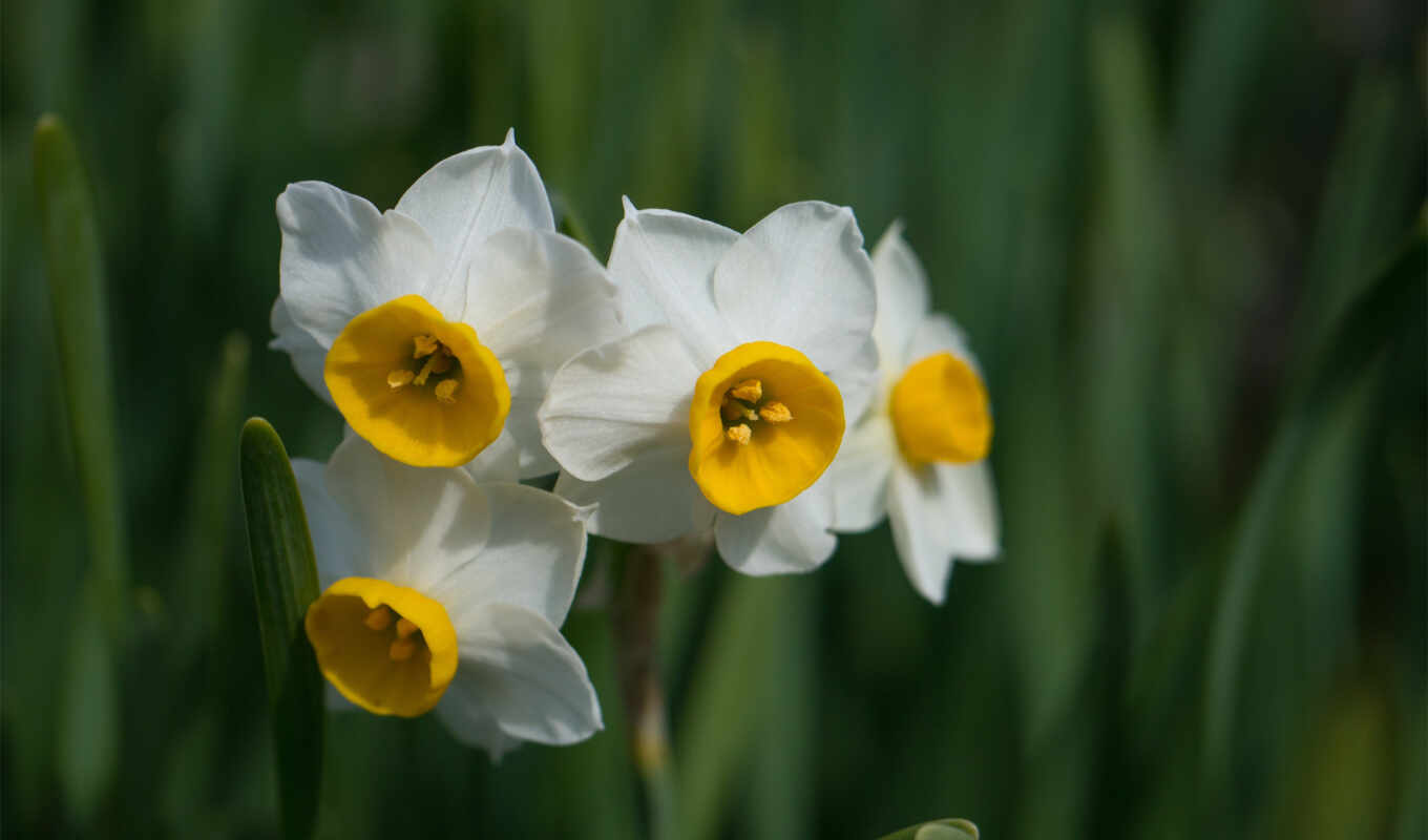 цветы, white, daffodil
