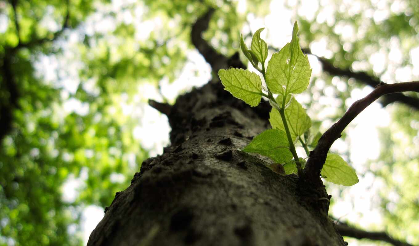 природа, дерево, branch