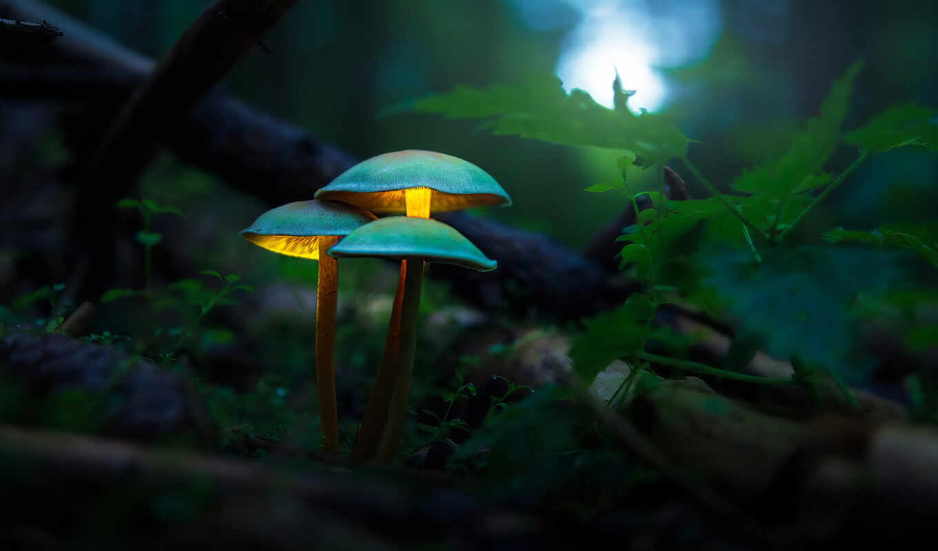 photo, background, glow, plant, mushroom