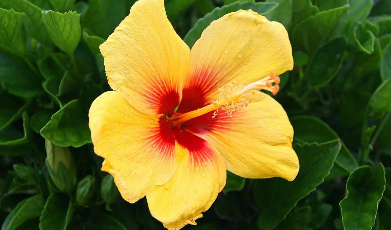 flowers, yellow, hibiscus