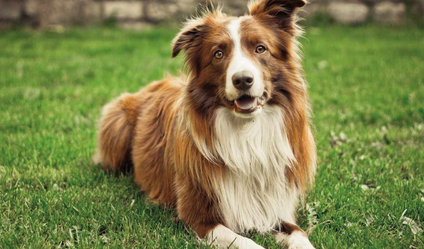 grass, dog, animal, border, collie