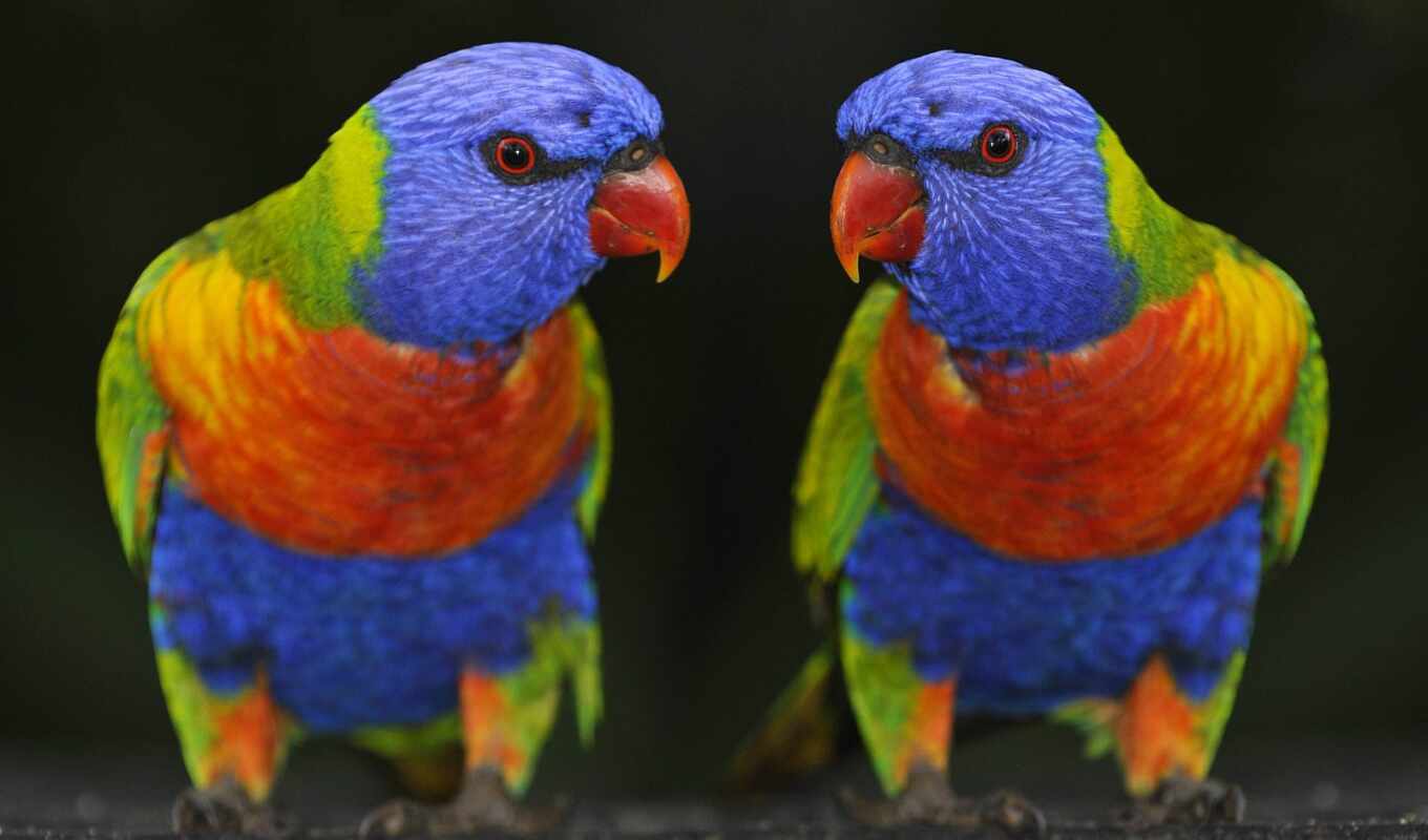 blue, радуга, much, птица, попугай, lorikeet