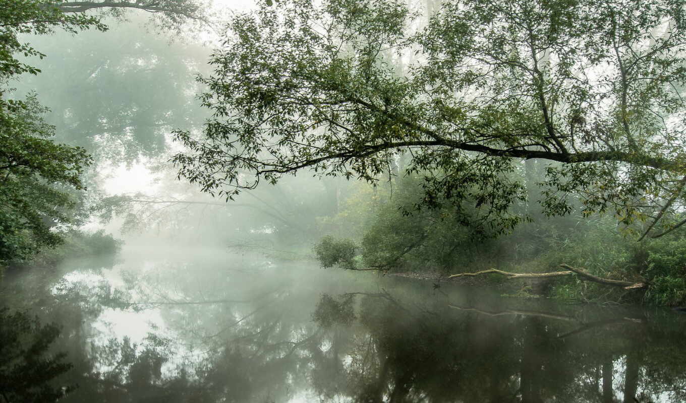 природа, дерево, landscape, утро, река, туман, отражение, mist, along