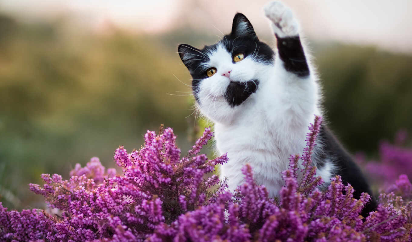flowers, cat, they, subject matter, day, funny, human, morning, spec