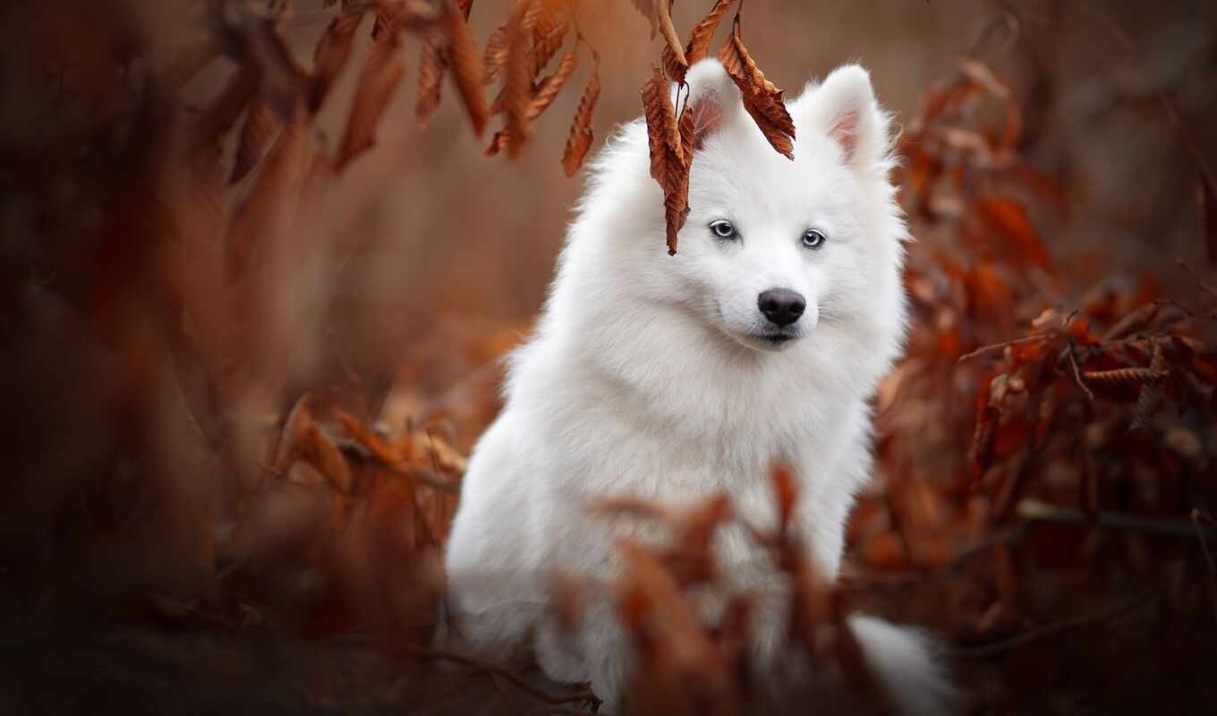 nature, white, background, japanese, dog, autumn, spice, samoyed