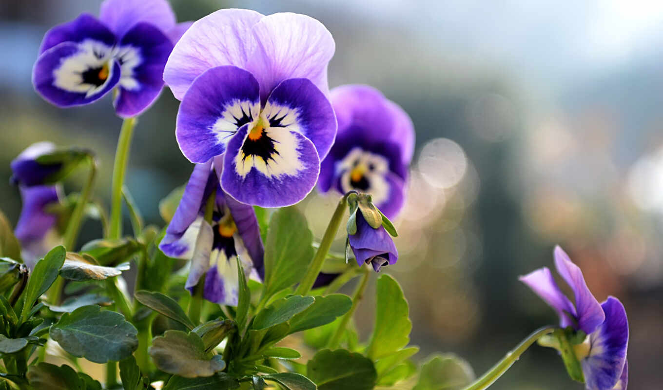 flowers, eye, purple, landing, care, viola, cultivation, autin