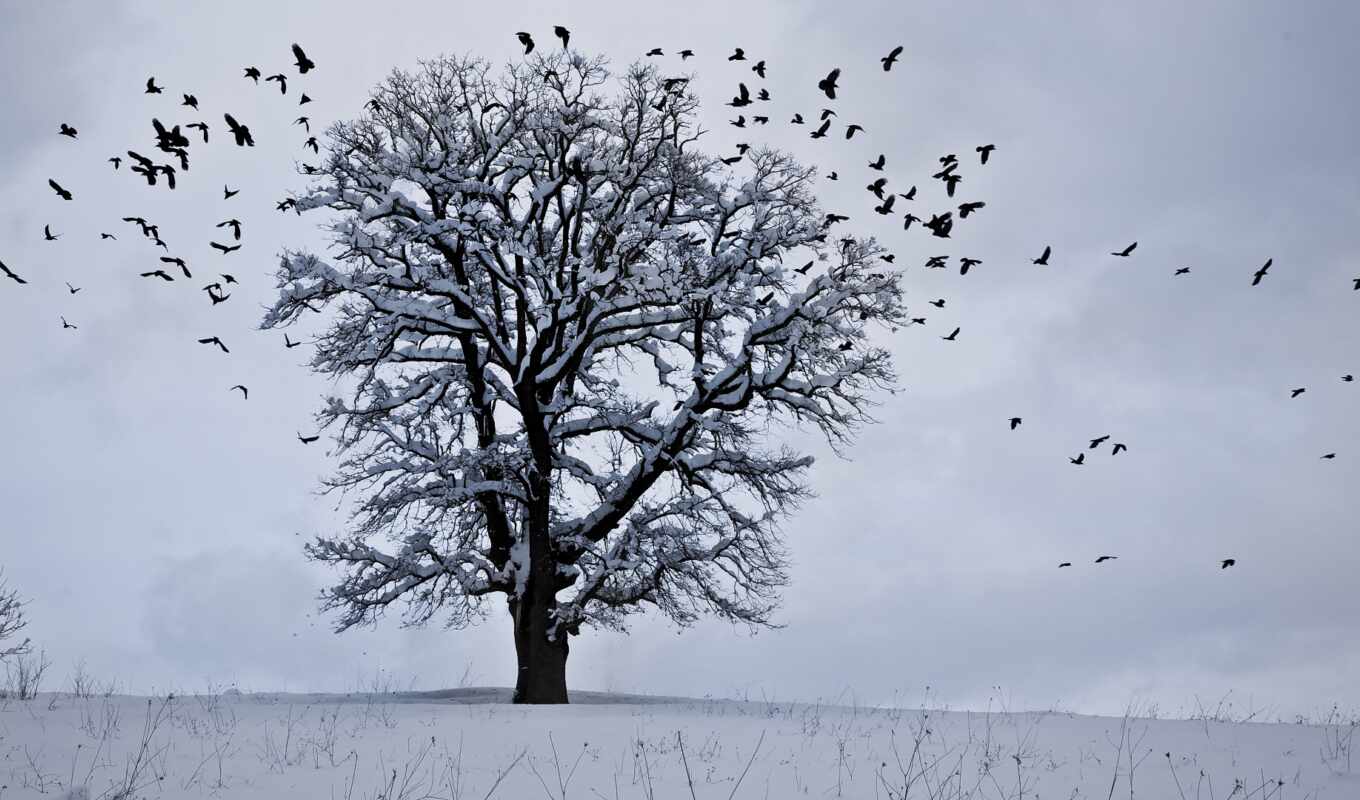 дерево, птица, снег, winter, wither, браун