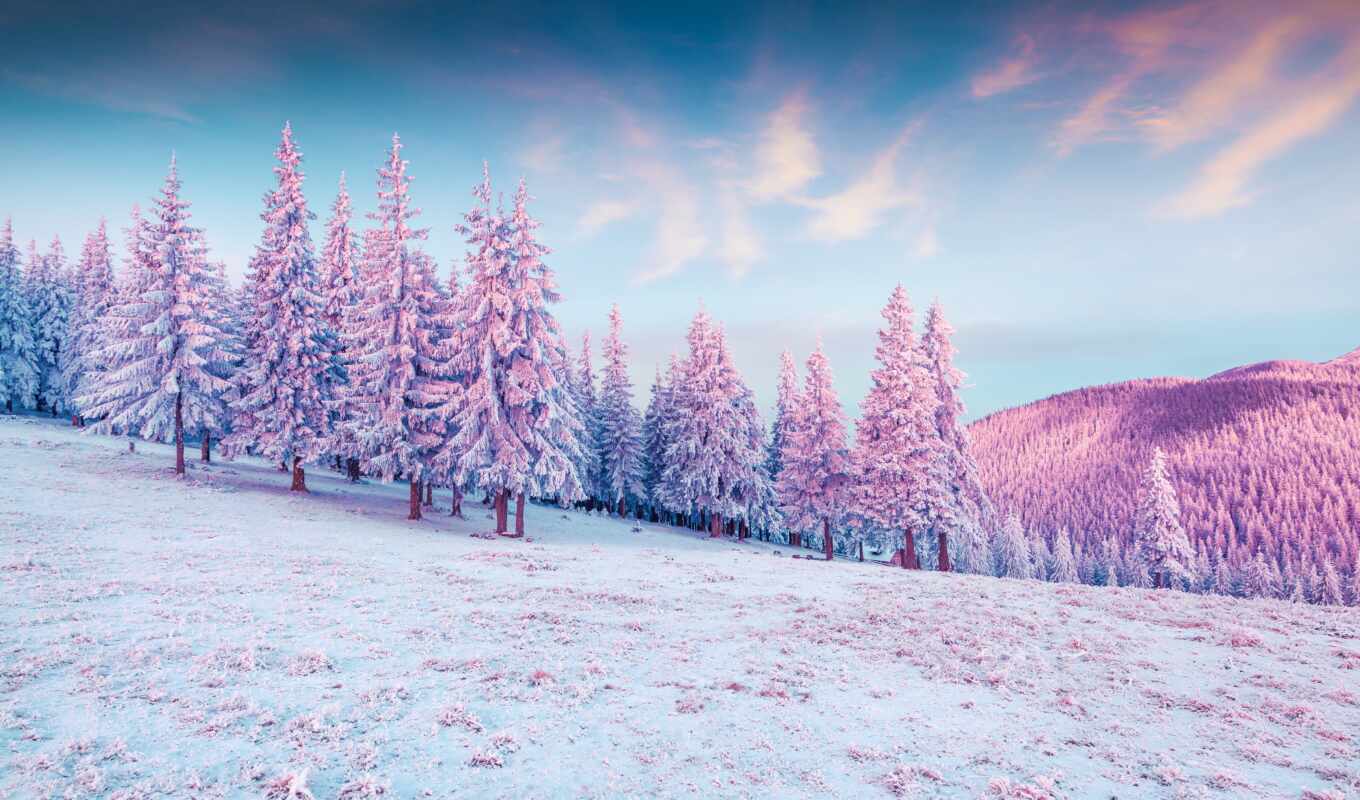mac, дерево, снег, winter, cover, ёль, сергей, грищук