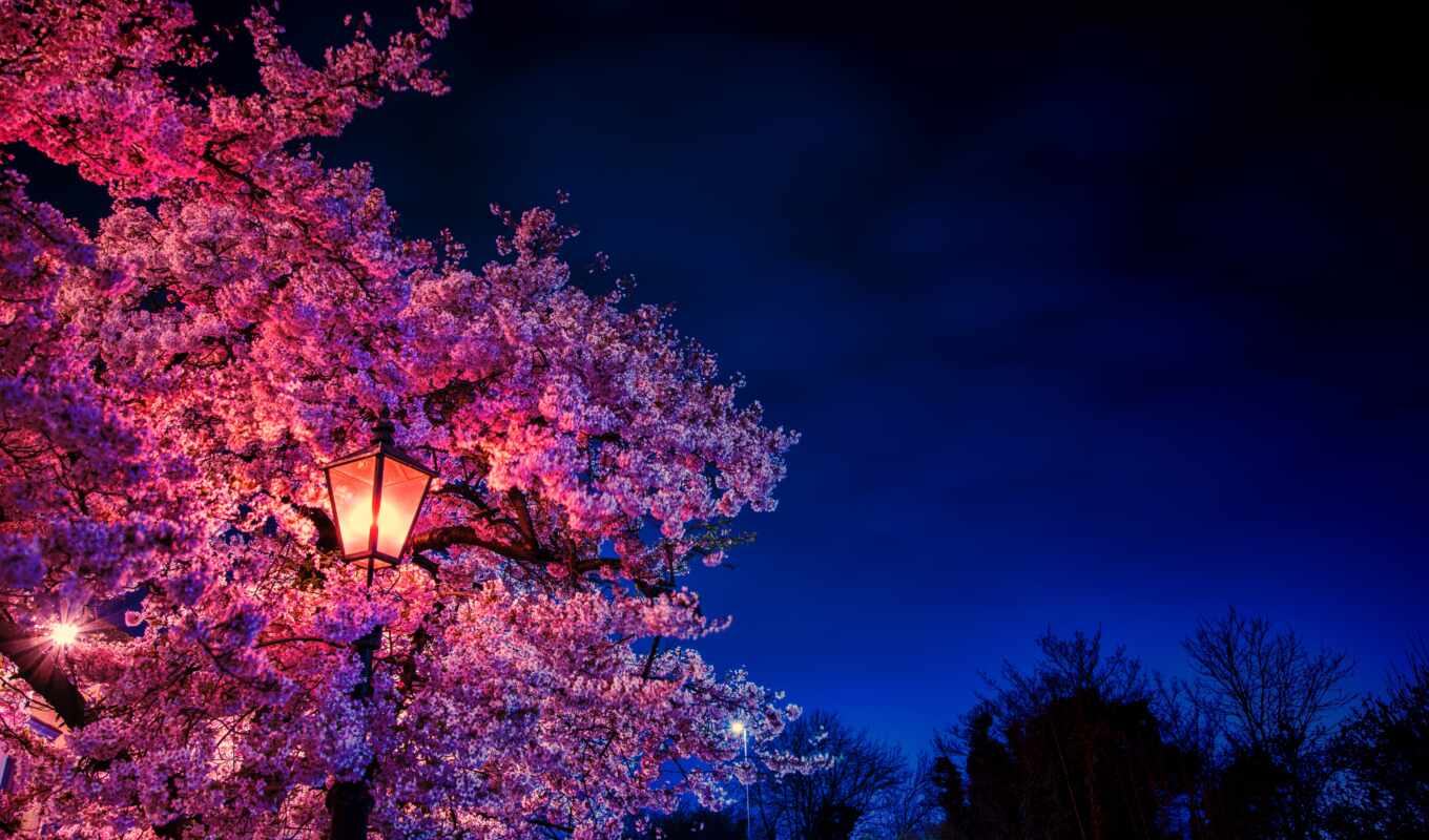 flowers, evening, spring, blooms, lantern, sakura
