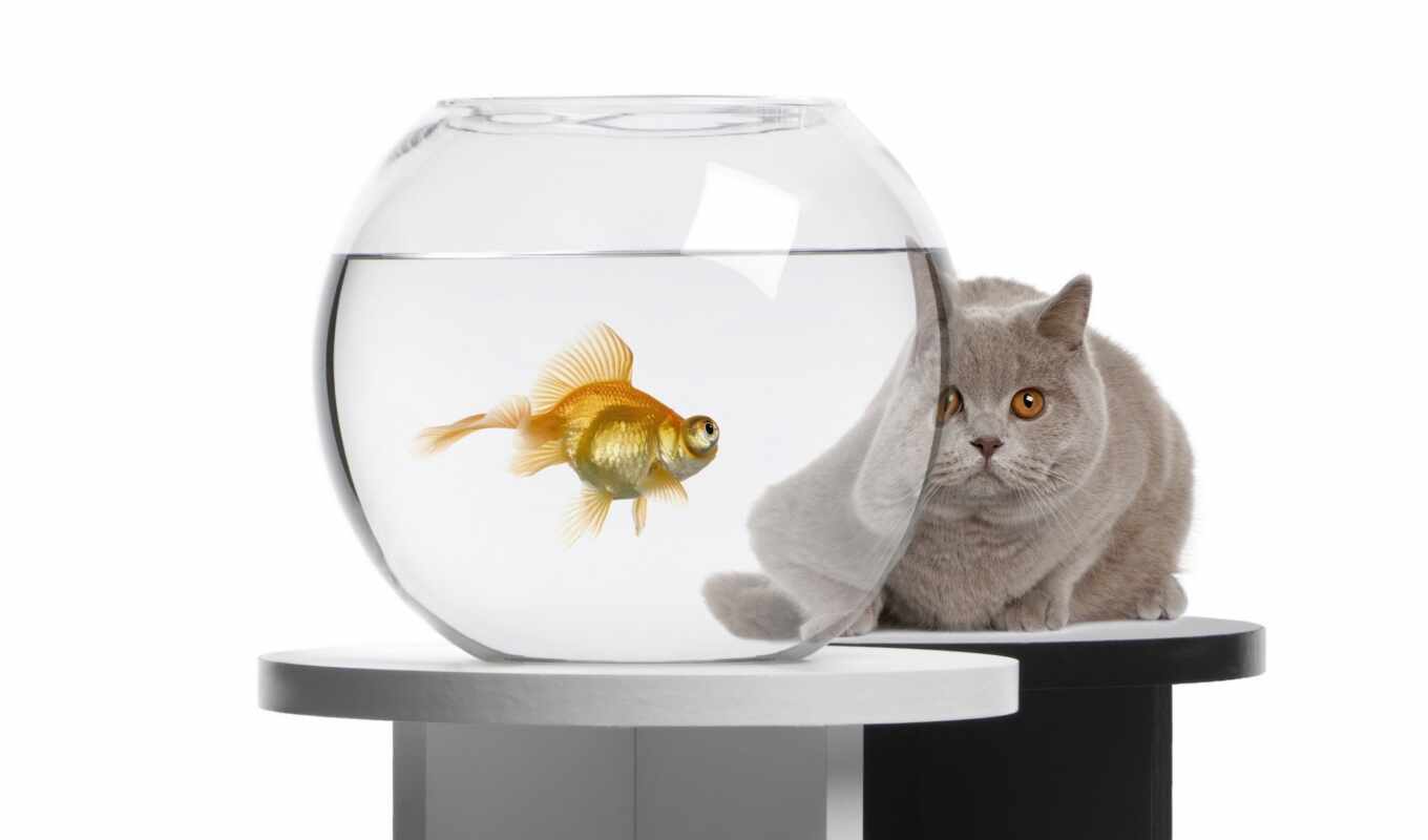 the bowl, cat, see, golden, animal, fish, goldfish