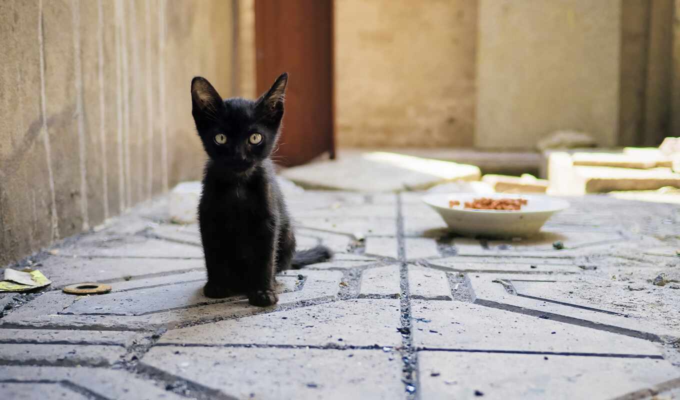 black, кот, котенок, animal, baby, gato, wallpapermaniac