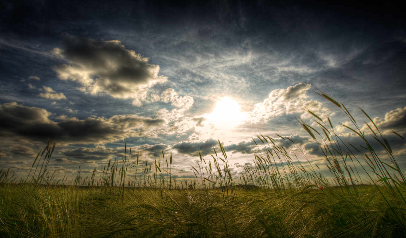 nature, sky, windows, page, grass, field, wheat, ears of corn, cloud