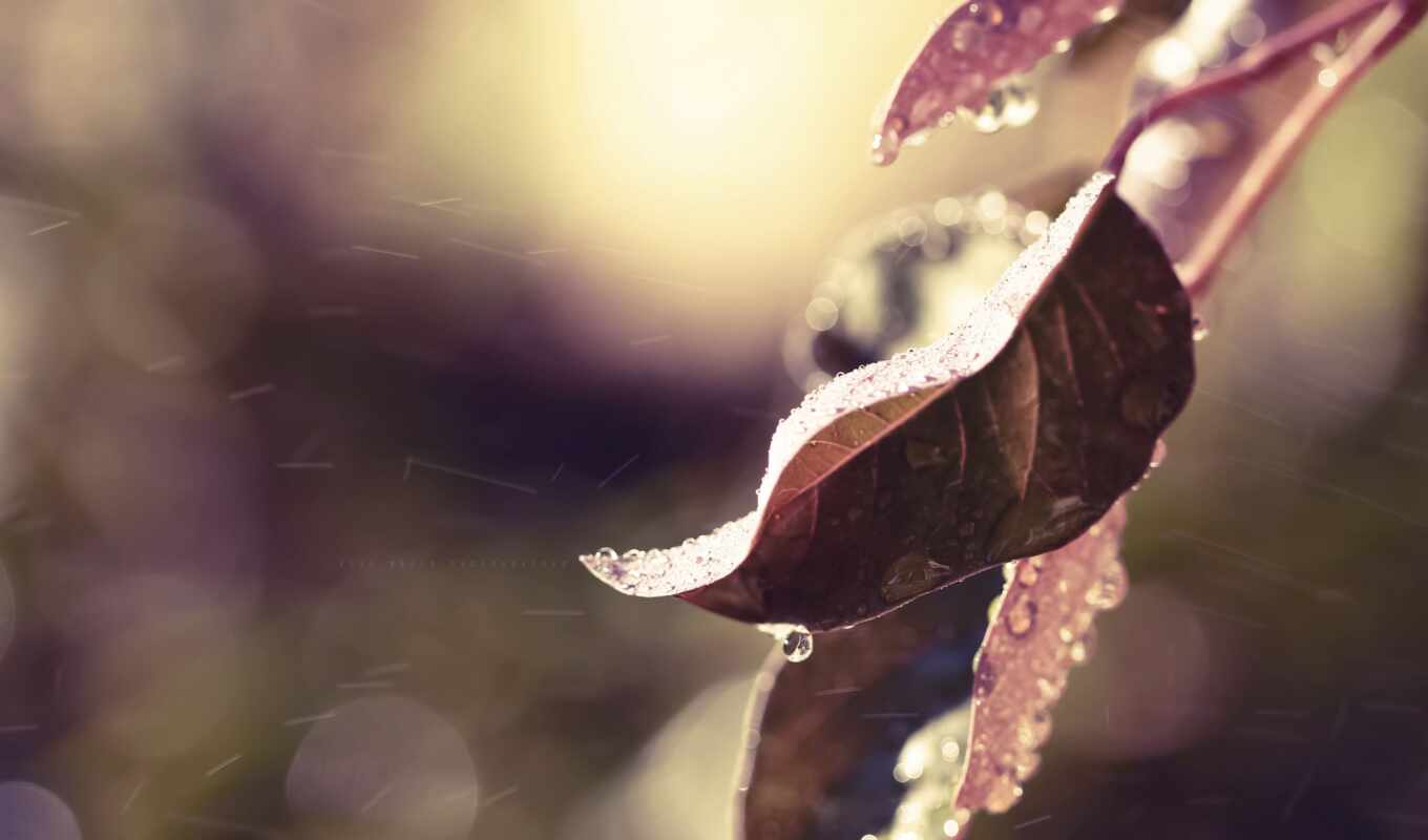 природа, drop, лист, дождь, water, осень, branch, dark, color, makryi, duy