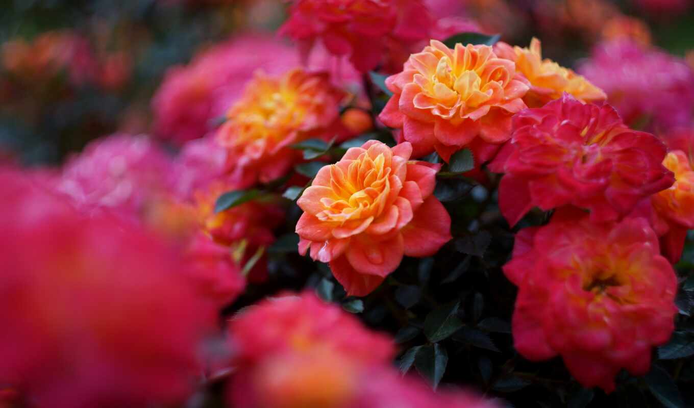 rose, summer, big, subject matter, beautiful, expensive, smell, bush, shortcut