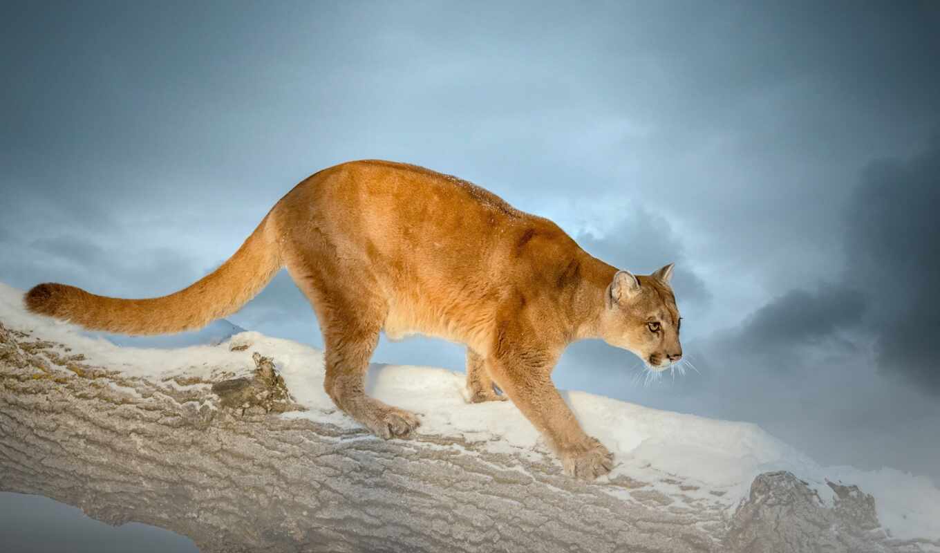 lion, снег, гора, кот, log, left, wild, puma, cougar
