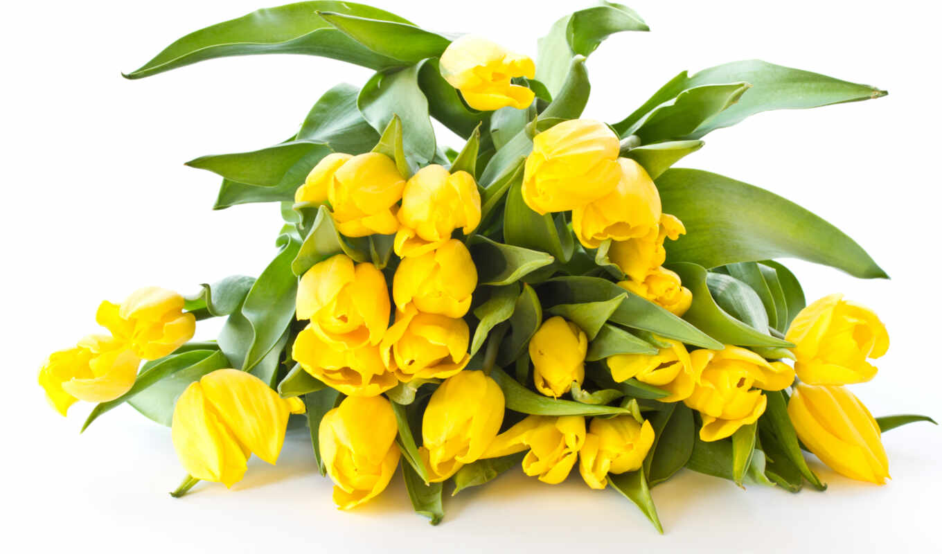 цветы, yellow, тюльпан