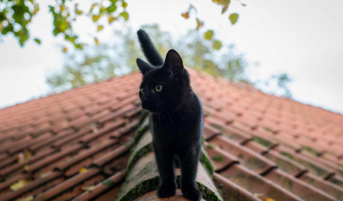 house, black, cat, roof