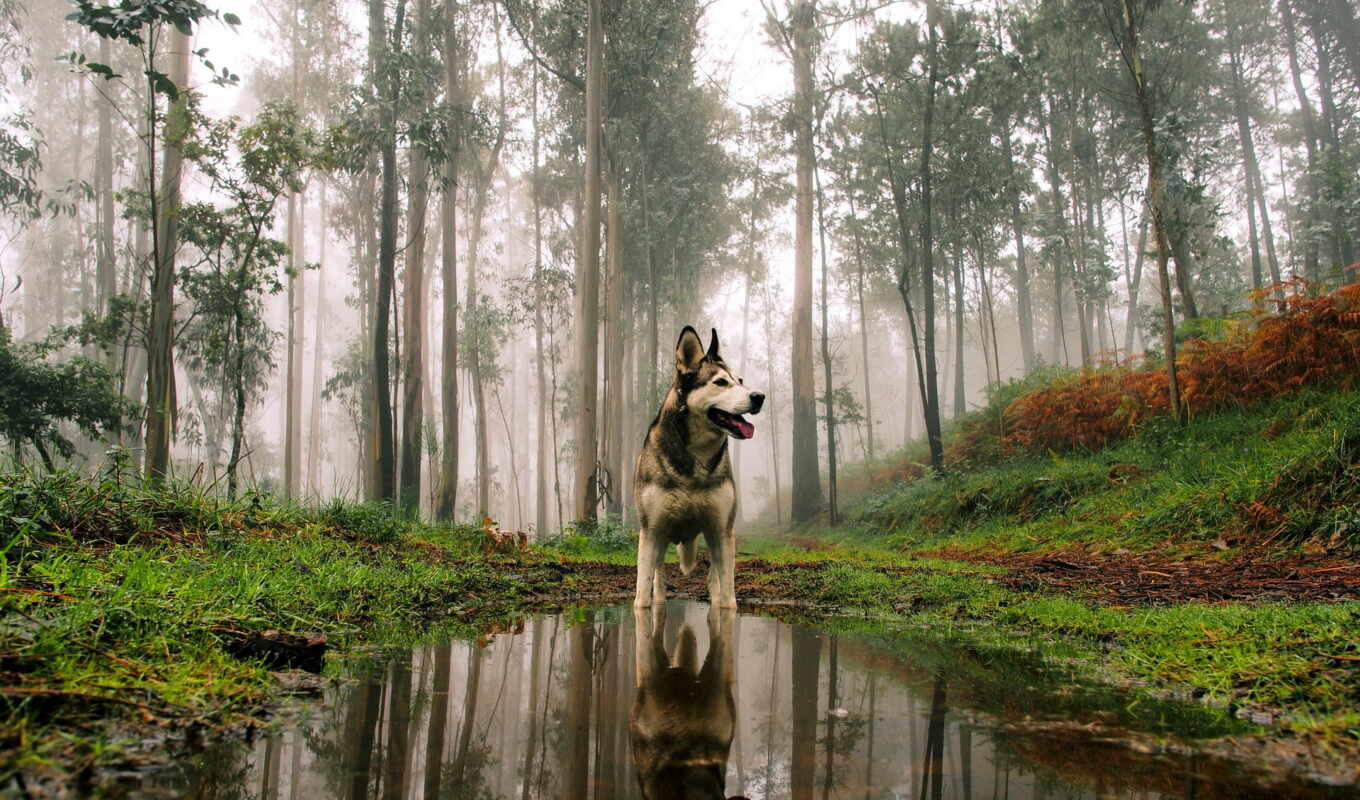 water, лес, собака, stand