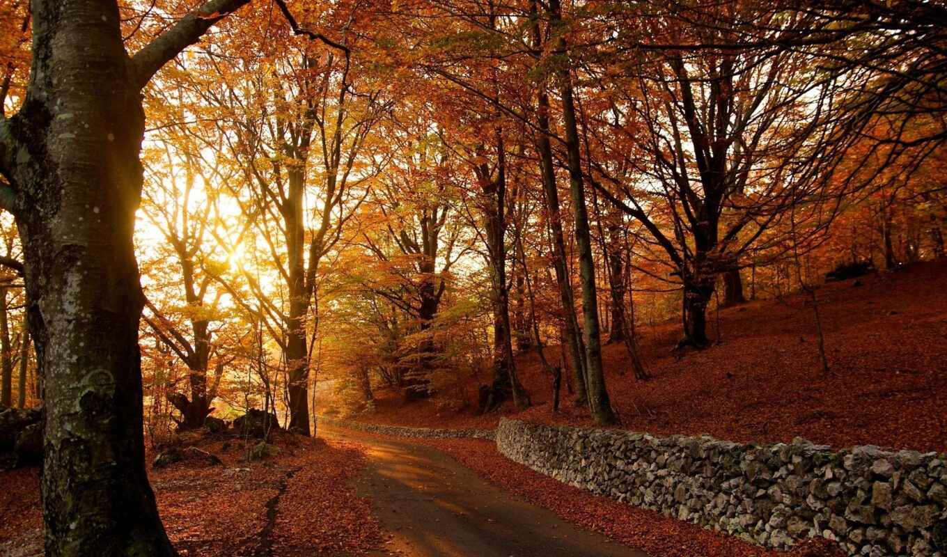 sun, лес, photos, ест, осень, gros, automne