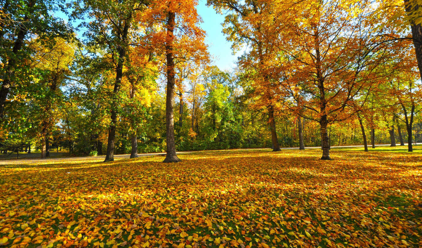 осень, листва, желтые, осенние, şəkillər, masa, цитатник, magda, divar