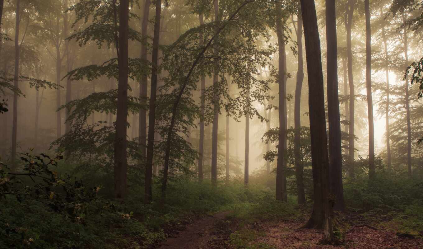 der, туман, die, дерево, wood, deutschland, flickr, фотограф, platz, jerdess, eifel