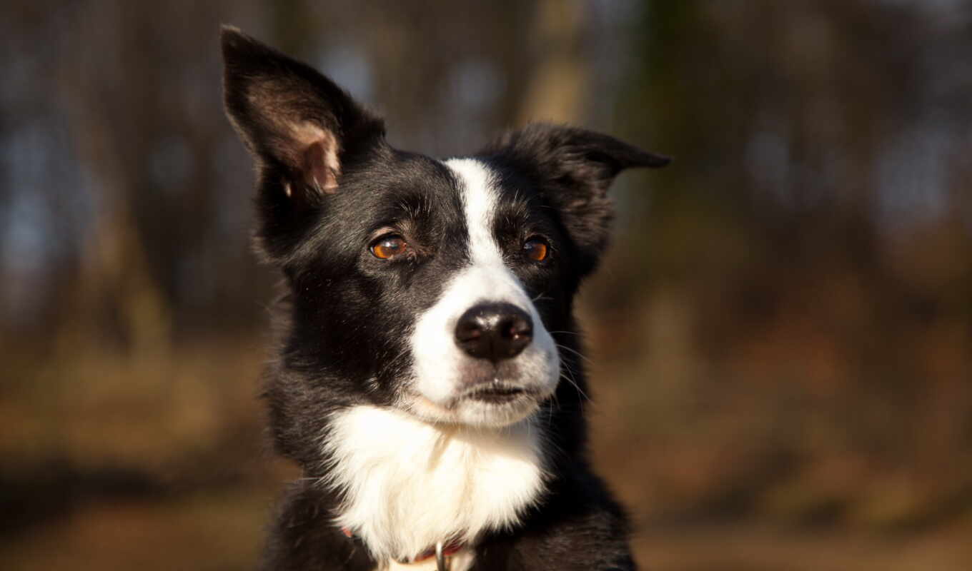 nature, dog, border, dog, ears, collie, generally accepted, smartest