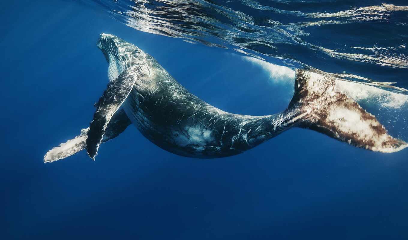 blue, water, big, whale, killer whale