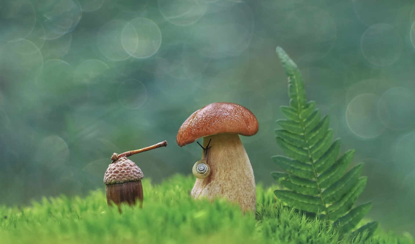 взгляд, трава, side, старый, snail, nail, mushroom, alexandra, makryi, domyt