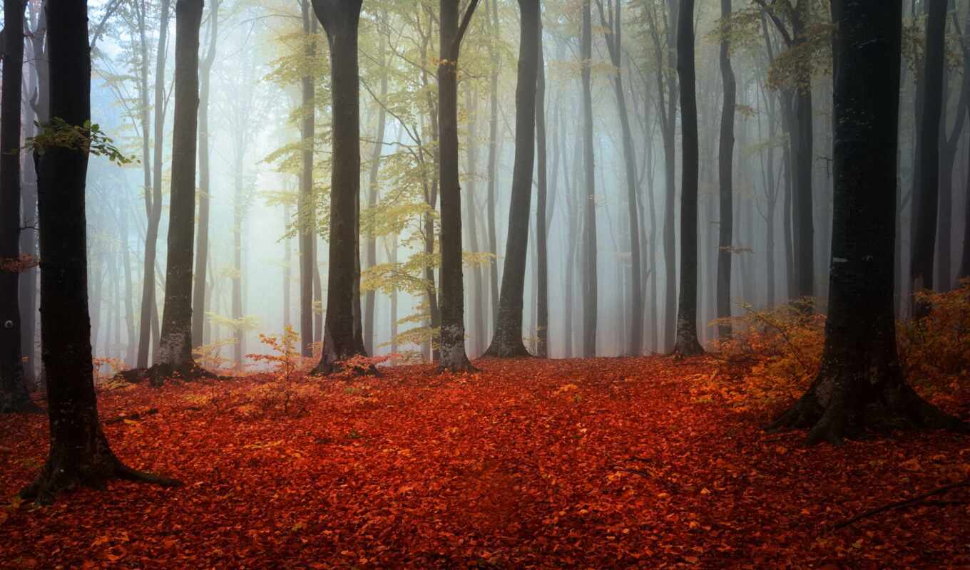 природа, дерево, лес, осень, листва, туман