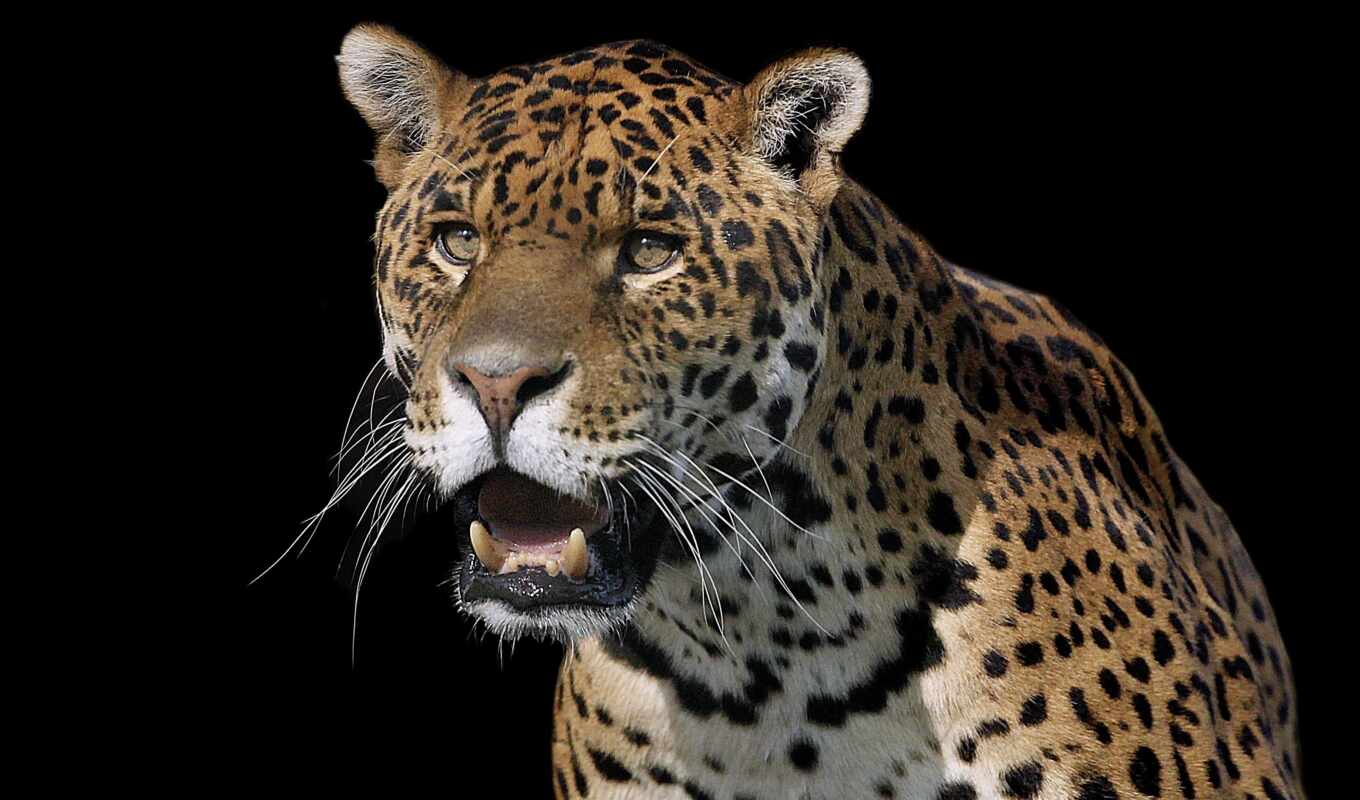 leopard, african