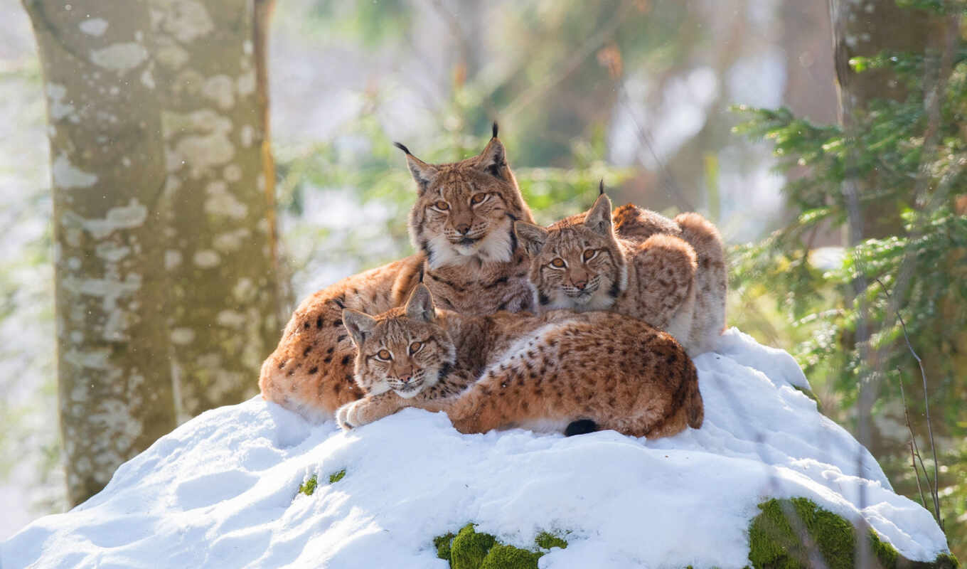 nature, view, snow, cat, pose, wild, branch, two, lynx, rat, rysenka