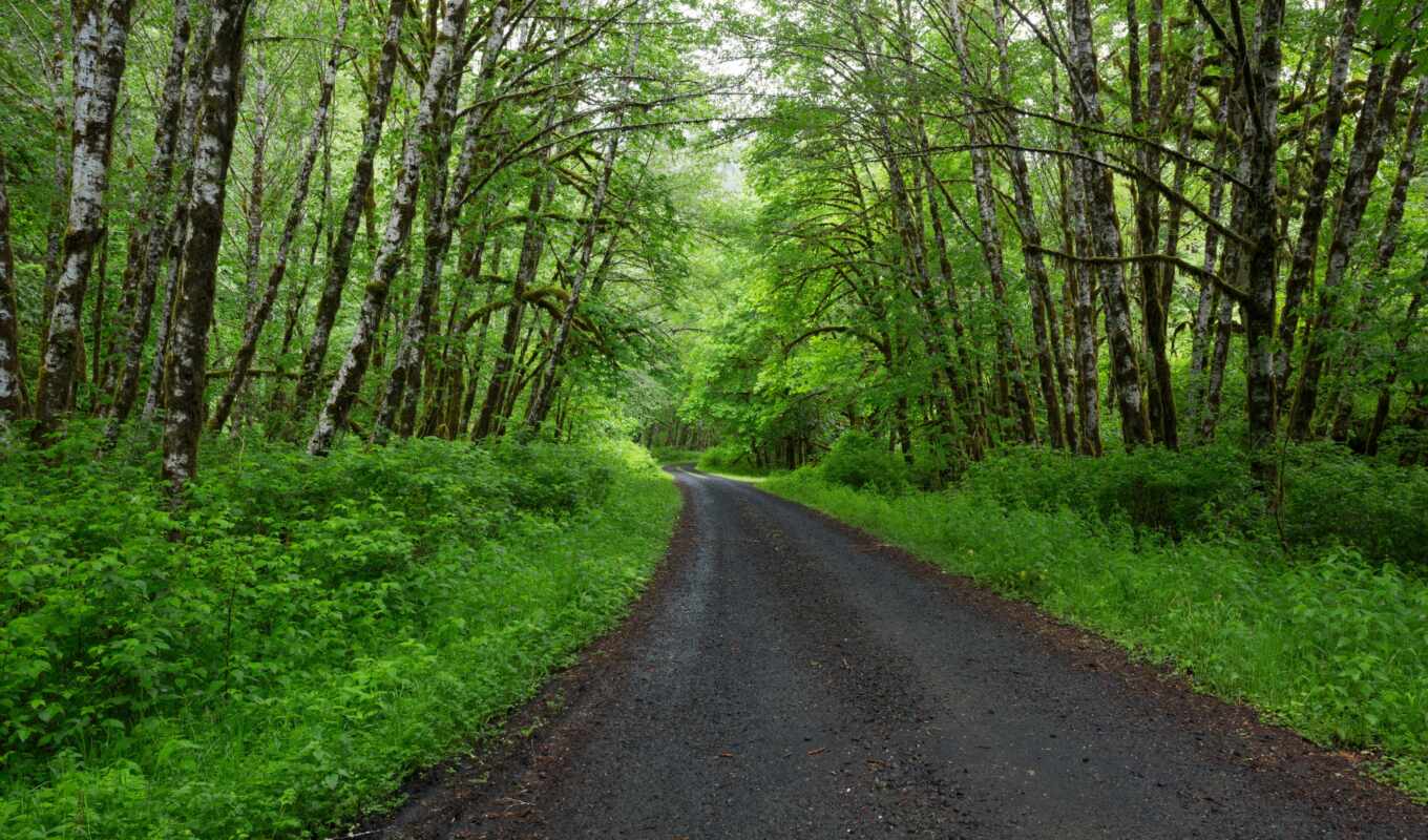 nature, tree, forest, road, spring, expensive, greenery