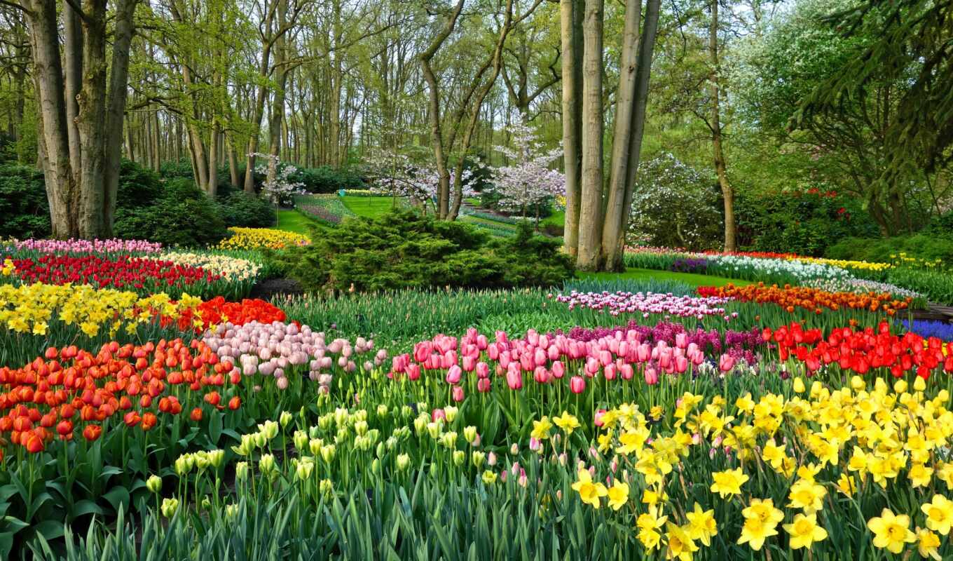 home, Netherlands, garden, place, spring, holland