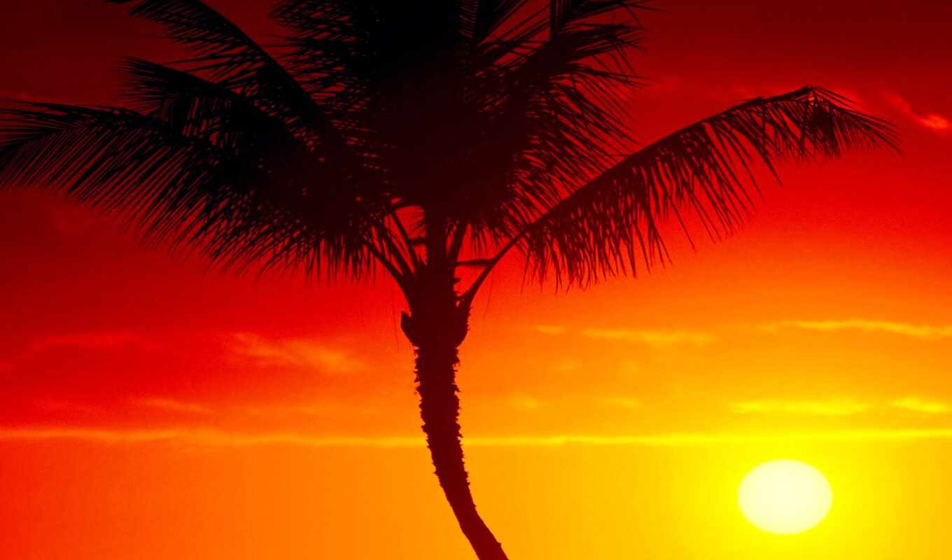 sunset, palm, afterglow, sunhome