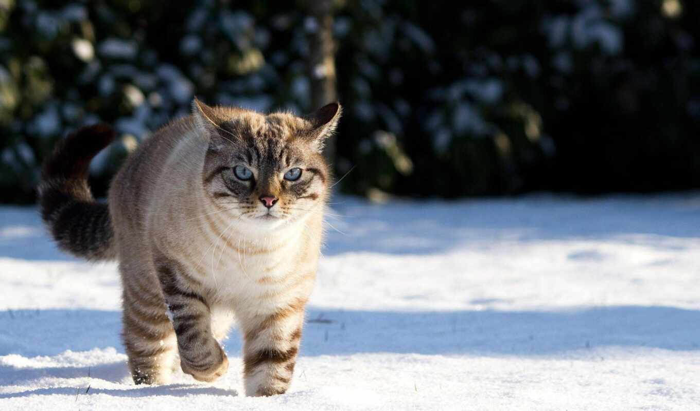 winter, прогулка, кот, котенок