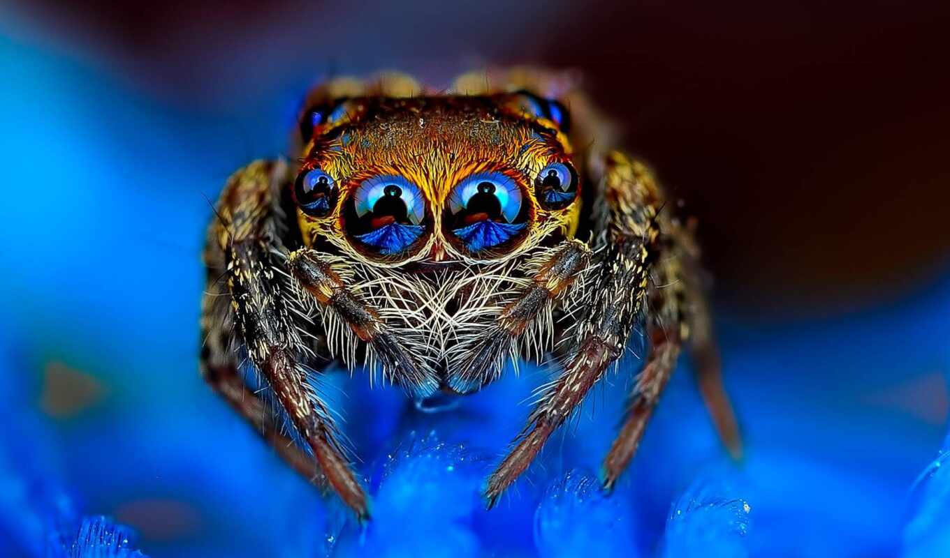 spider, beautiful