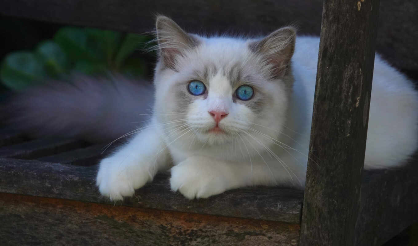 blue, глаз, кот, морда, ragdoll