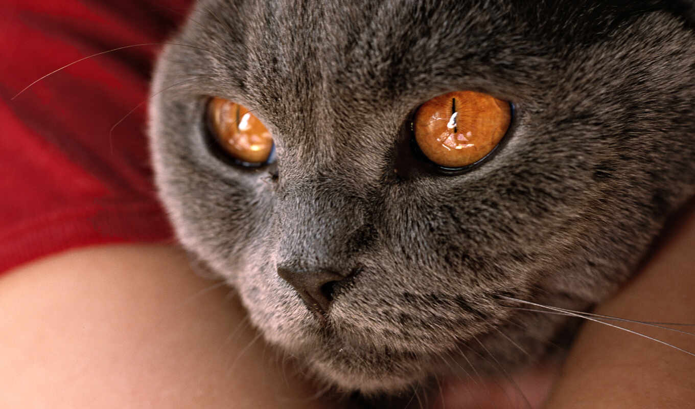 eye, cat