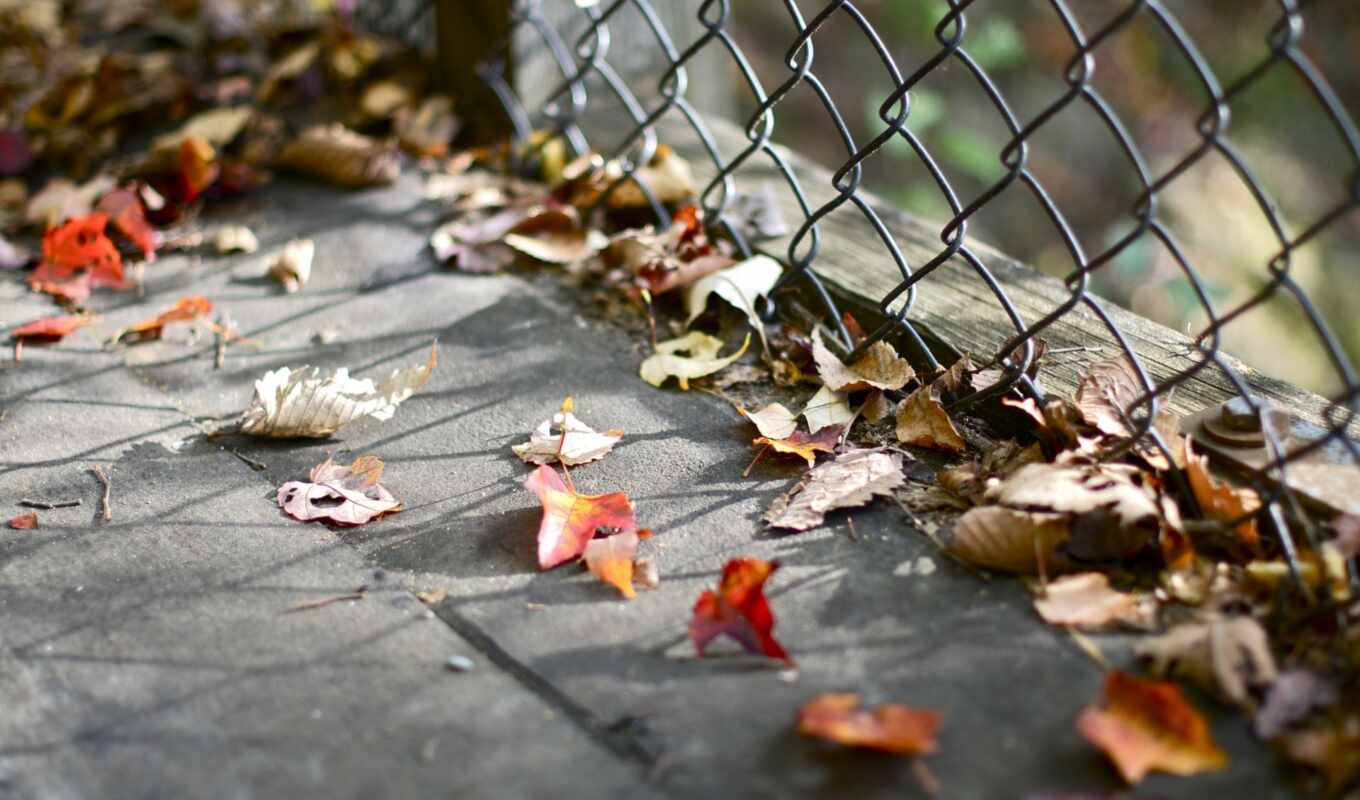 Осень, забор, листья загрузить