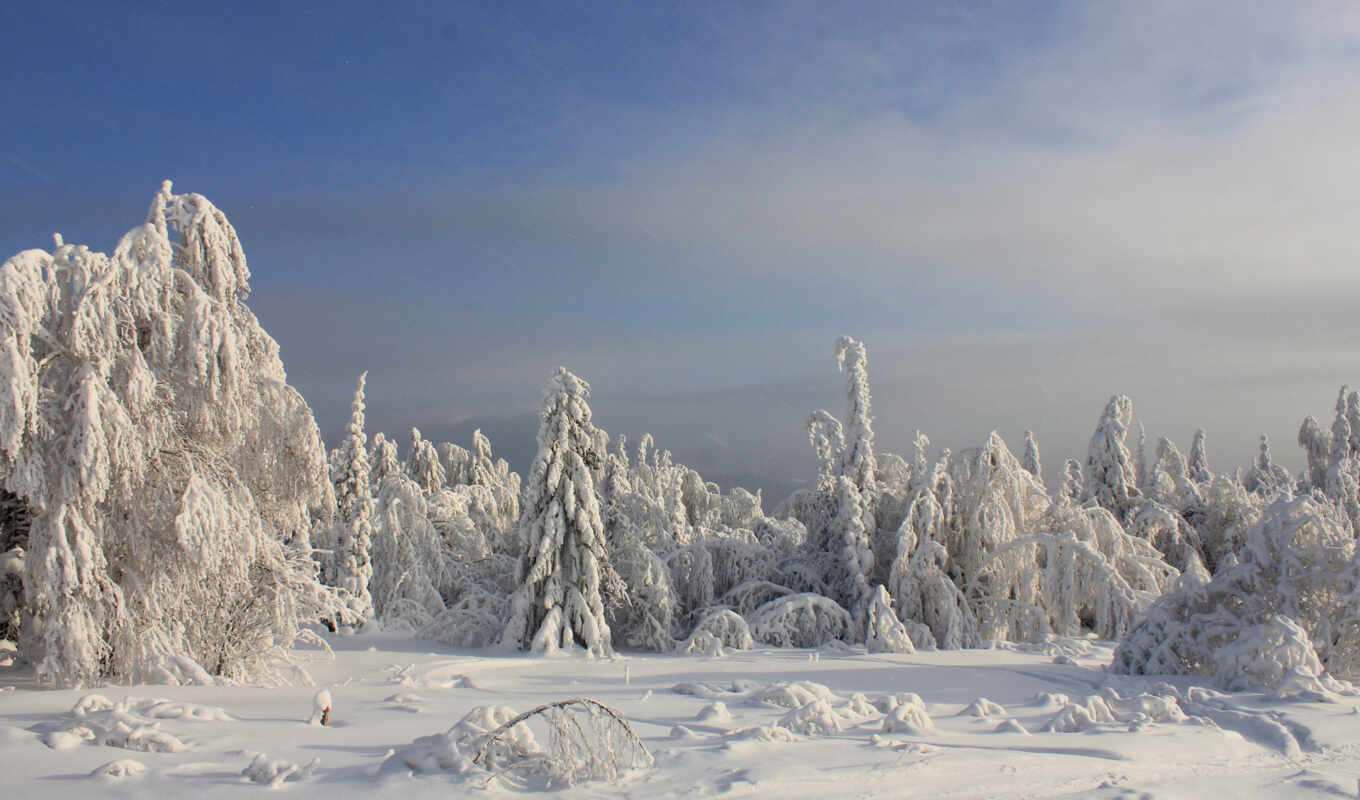 windows, landscapes-, snow, beautiful, winter, landscape, photos, our, trees, crops, favourite