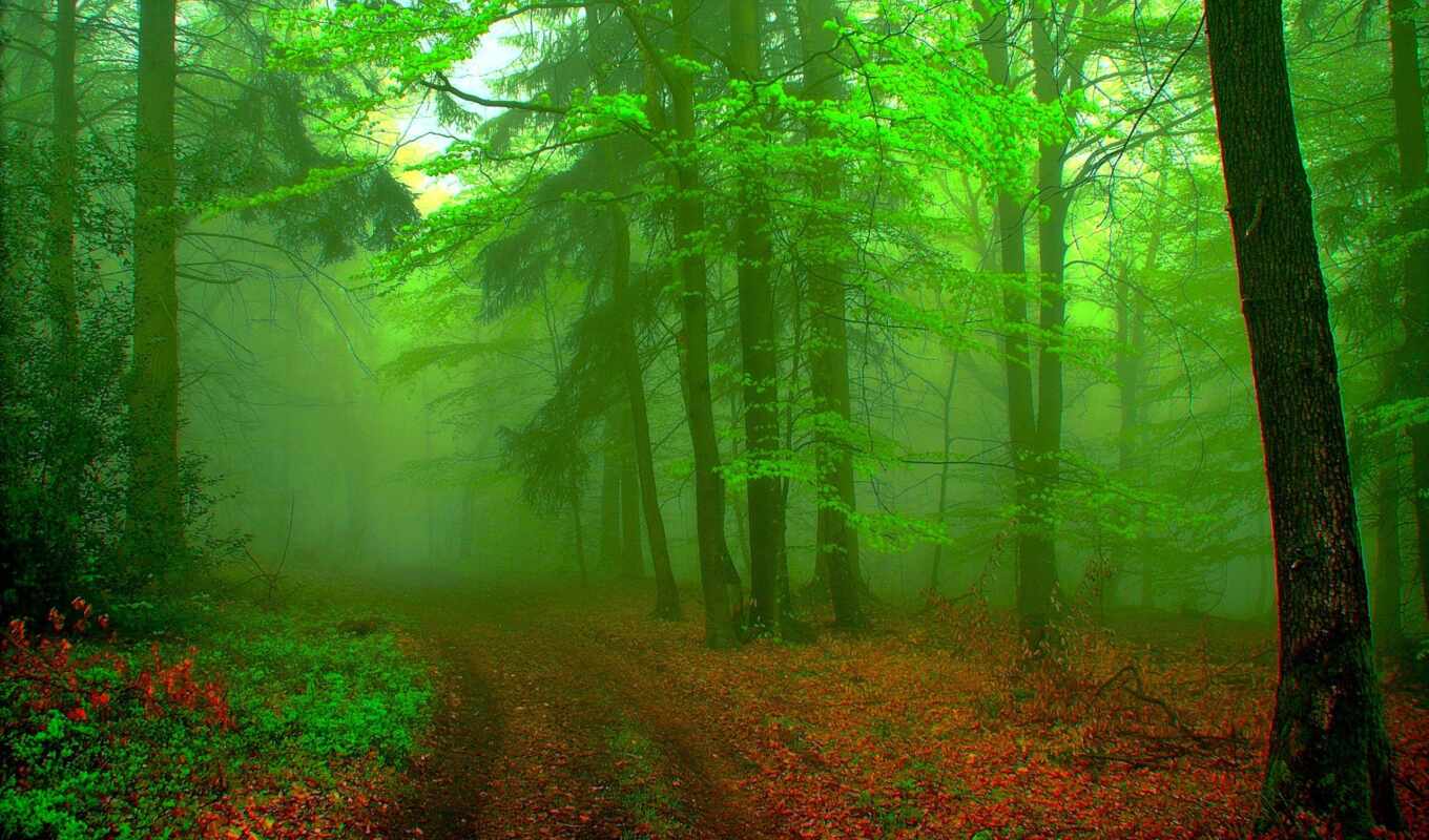 зелёный, лес, landscape, туман