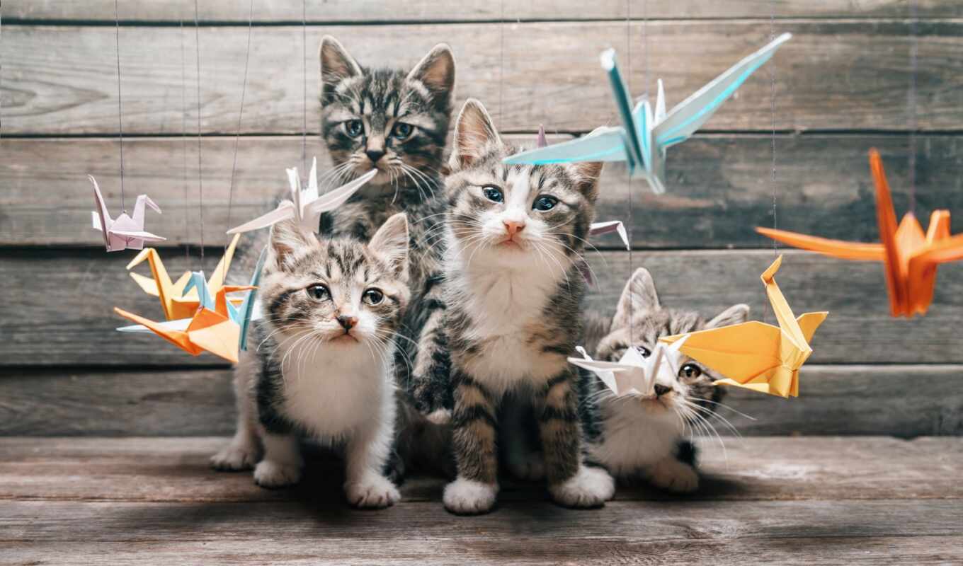 изучение, tomcat, кот, cats, tail, команда, оригами, четверо, виски