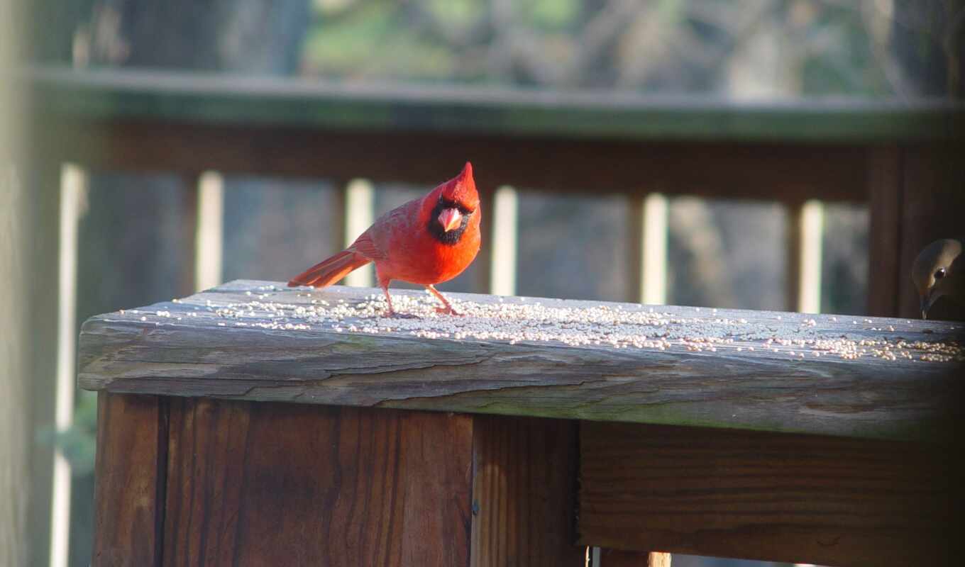 Cardinal, northern