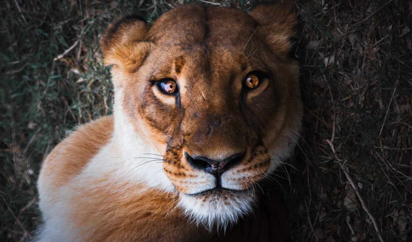 photo, collection, mobile, lion, animal, mane, beautiful, lioness, smartphone