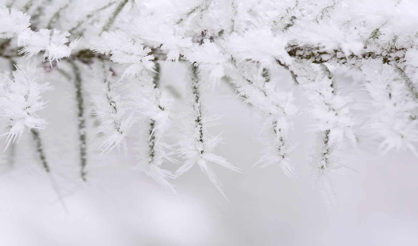background, snow, winter, fond, twig, blanche, liveinternet, free, winter, snow