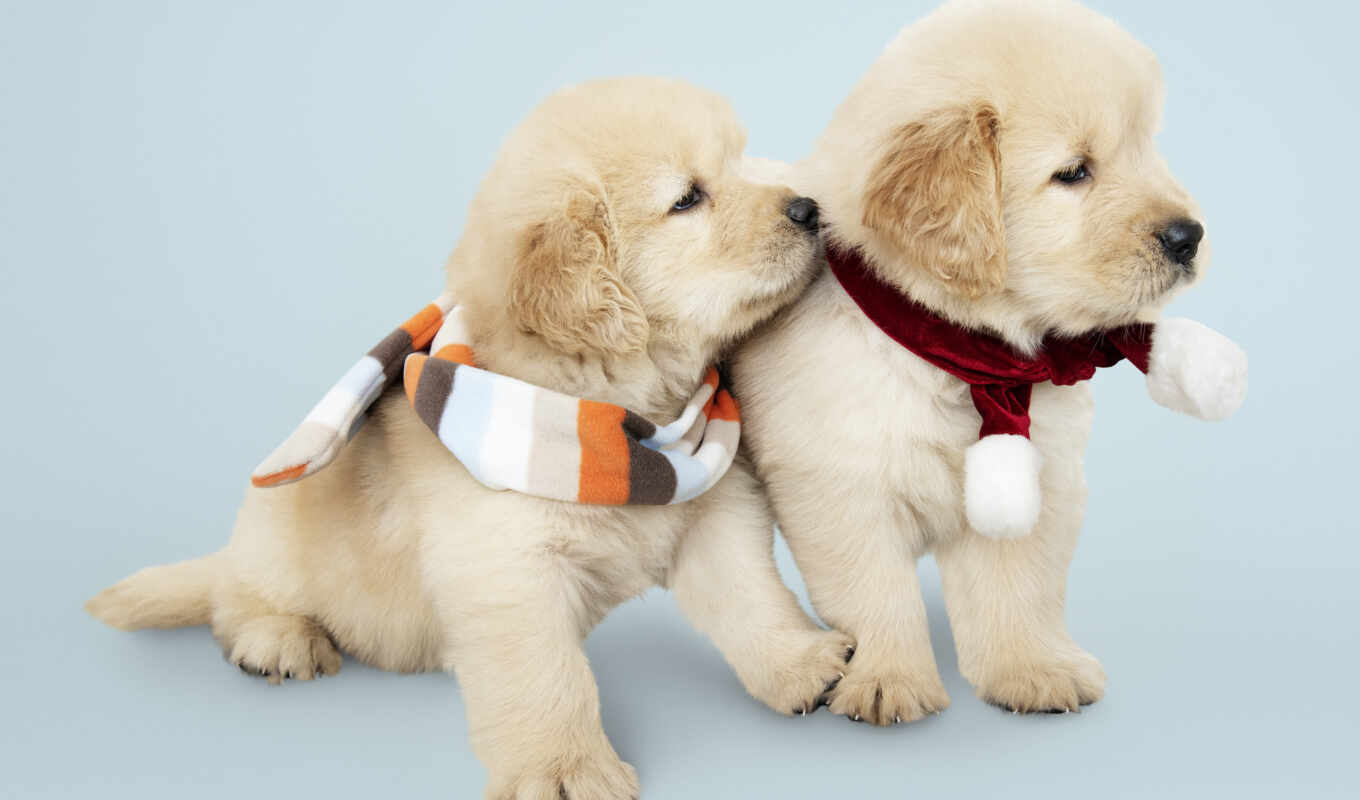 cute, dog, golden, puppy, retriever