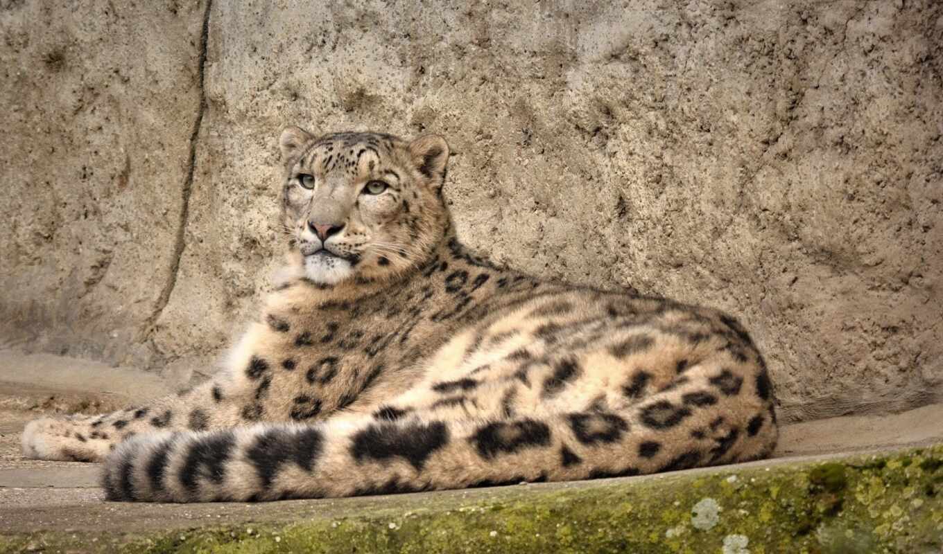snow, cat, leopard, predator, wild, irbi