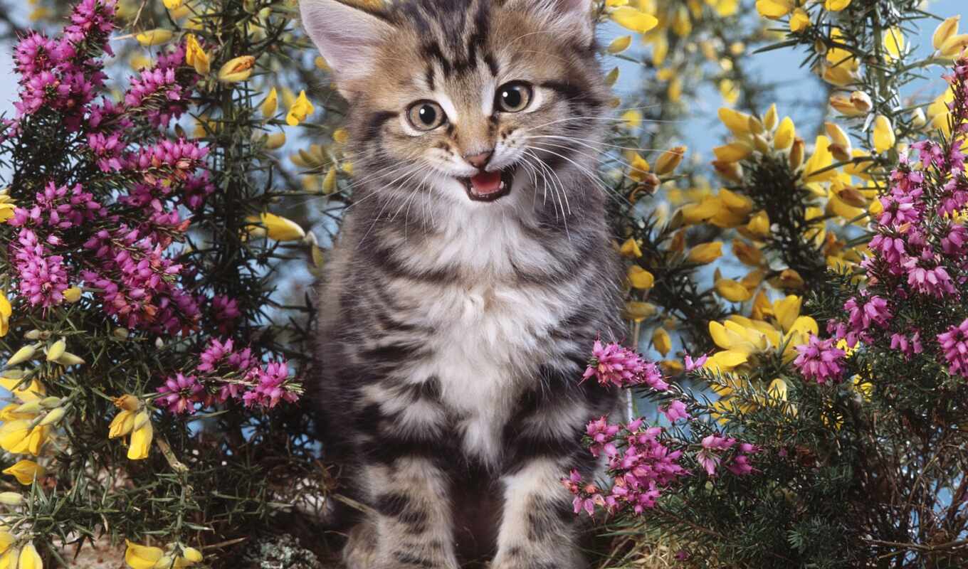 цветы, кот, котенок, gato