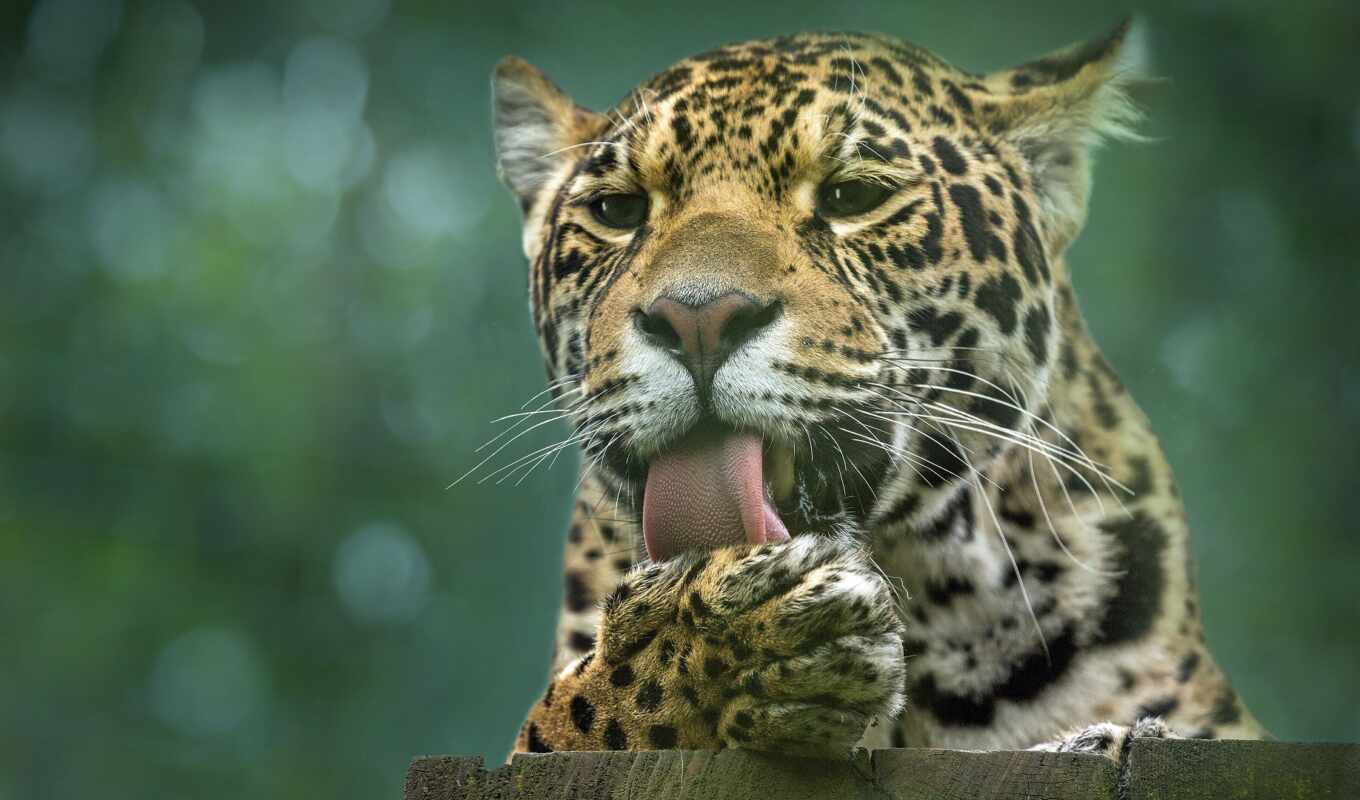 кот, леопард, animal, jaguar