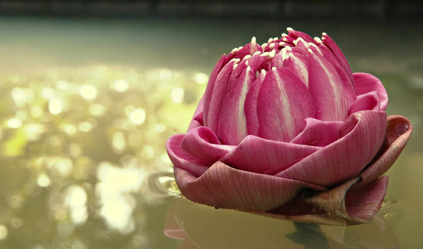 wallpaper, hd, picture, picture, water, flower, nature, flowers, lotus, reflection, lily, floating